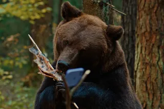 Мой папа — медведь