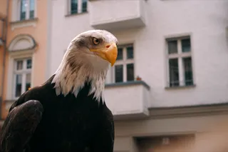 Побег из зоопарка