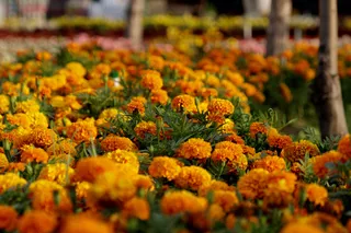 Namangan Flower Fest: как один городской праздник стал международным символом цветущего Узбекистана