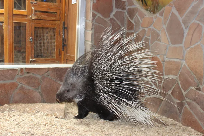 Показательные кормления животных в Ташкентском зоопарке