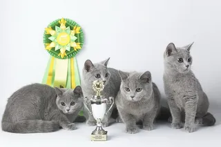 WCF Cat Show 2025