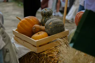 Gastronomiya va musiqa festivali