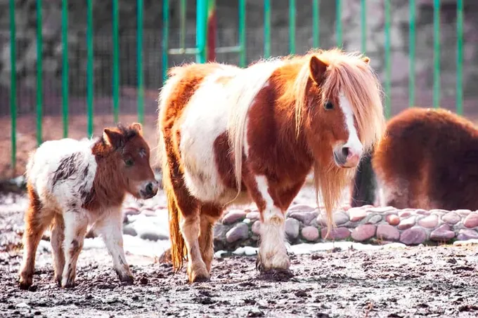 Показательные кормления животных в Ташкентском зоопарке