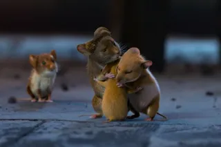 Мышиный переполох