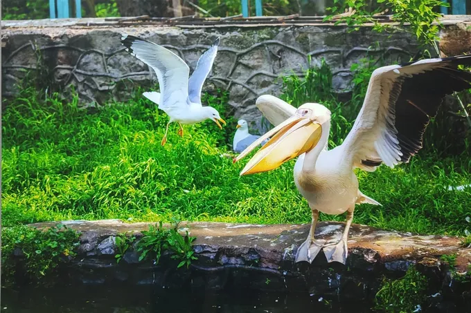 Показательные кормления животных в Ташкентском зоопарке