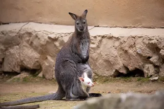 Показательные кормления животных в Ташкентском зоопарке
