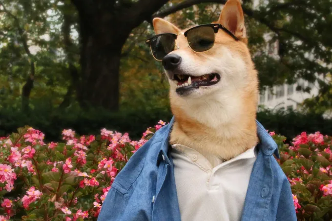 Kapibara, Yenot, Qunduz: internet yulduzlariga aylangan yoqimtoy jonzotlar