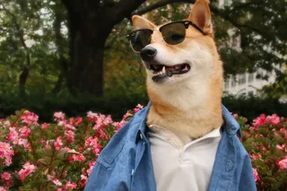 Kapibara, Yenot, Qunduz: internet yulduzlariga aylangan yoqimtoy jonzotlar