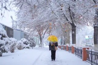 Неделя с осадками: в Ташкенте ожидаются снегопады и ночные морозы