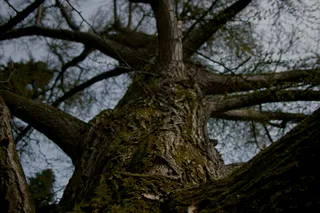 Молчаливый друг