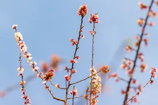 До +23° на Навруз: в столице ожидаются теплые праздничные выходные