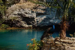 Мандариния – страна чудес