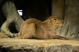 Капибары в Ташкенте и выдры с европейскими паспортами или новые обитатели Magic Aquarium 