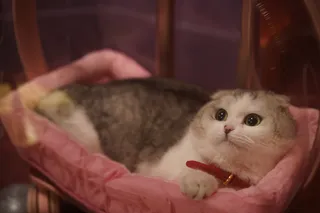 Запретный плод