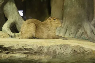 Выдры с европейскими паспортами и капибары из Бельгии: кто поселился в Magic Aquarium в Ташкенте