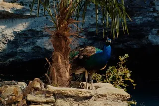 Мандариния – страна чудес