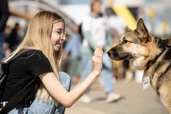 Dog Festival 2026