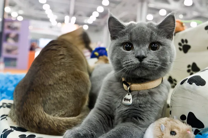 Выставка кошек CATx 2026