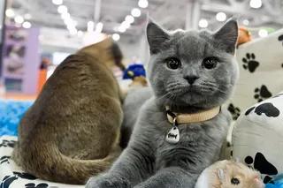 CATx xalqaro mushuklar koʻrgazmasi