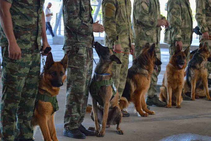 Dog Festival 2026
