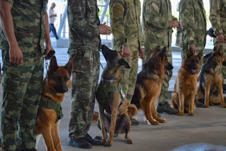 Dog Festival 2026