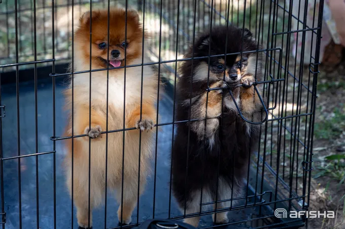 Foto: Toshkentda Dog Festival 2026 ko‘rgazmasi qanday o‘tdi?