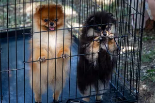Foto: Toshkentda Dog Festival 2026 ko‘rgazmasi qanday o‘tdi?