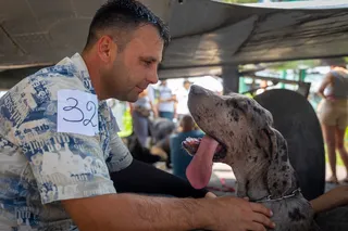 Как прошел Dog Festival 2026 в Ташкенте. Фото
