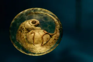 Пираньи 3D