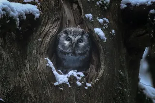 Легенды леса
