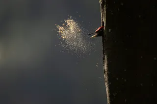 Легенды леса