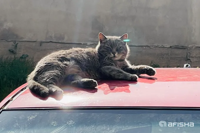 Toshkent aholisi anomal issiqda ko‘chadagi hayvonlarga g‘amxo‘rlik qilishga chaqirildi
