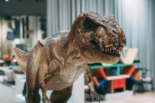 Dino Party в Jungle Family Club