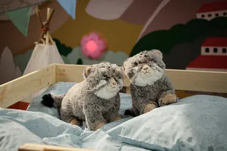IKEA manul ko‘rinishidagi yumshoq o‘yinchoq chiqaradi